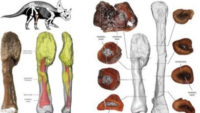 علماء يشخصون إصابة ديناصور بالسرطان بعد 76 مليون سنة 6
