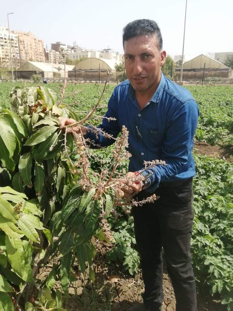 أمراض النباتات يصدر التوصيات والإرشادات الفنية لمكافحة أمراض المانجو خلال مرحلة التزهير 1