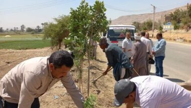 استمرار حملات التشجير والنظافة بمسار رحلة العائلة المقدسة في مركز أسيوط 8