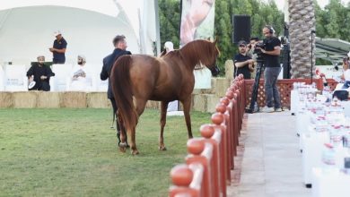 5,5 مليون درهم حصيلة مزاد عالمي للخيول الأصيلة بمربط دبي 5