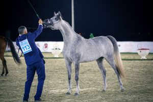 مهرجان الشارقة كلباء السادس للجواد العربي – 2024 1