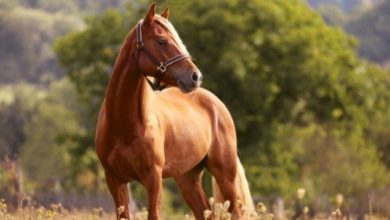 تفسير رؤيا الخيل في المنام 1