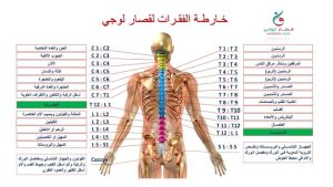 الباحث ياسر قصار لـ ( وضوح ):الأعصاب مفتاح لعلاج الأمراض المزمنة والإعاقات الحركية 5