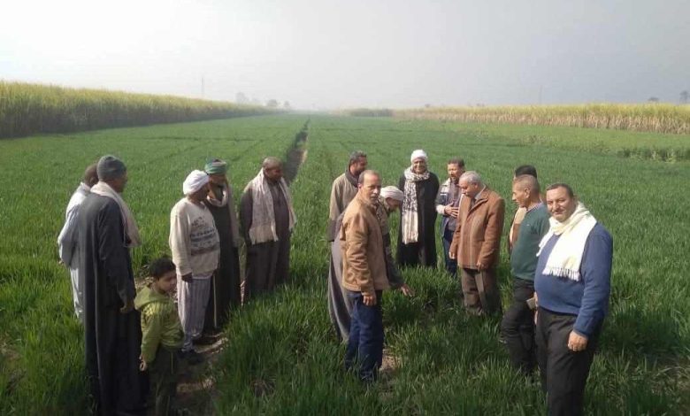 البحوث الزراعية: تنفيذ 2490 نشاطًا إرشاديًا خلال يناير لدعم المزارعين
