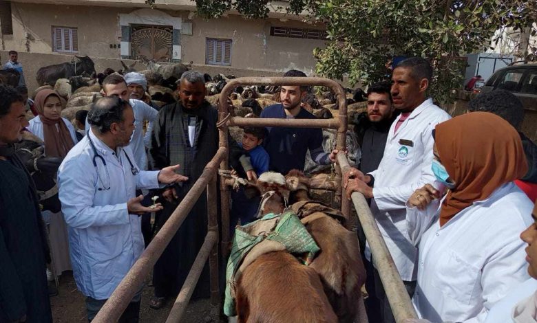 بحوث الصحة الحيوانية علاج وفحص اكثر من 4000 راس ماشية مجانا بالفيوم