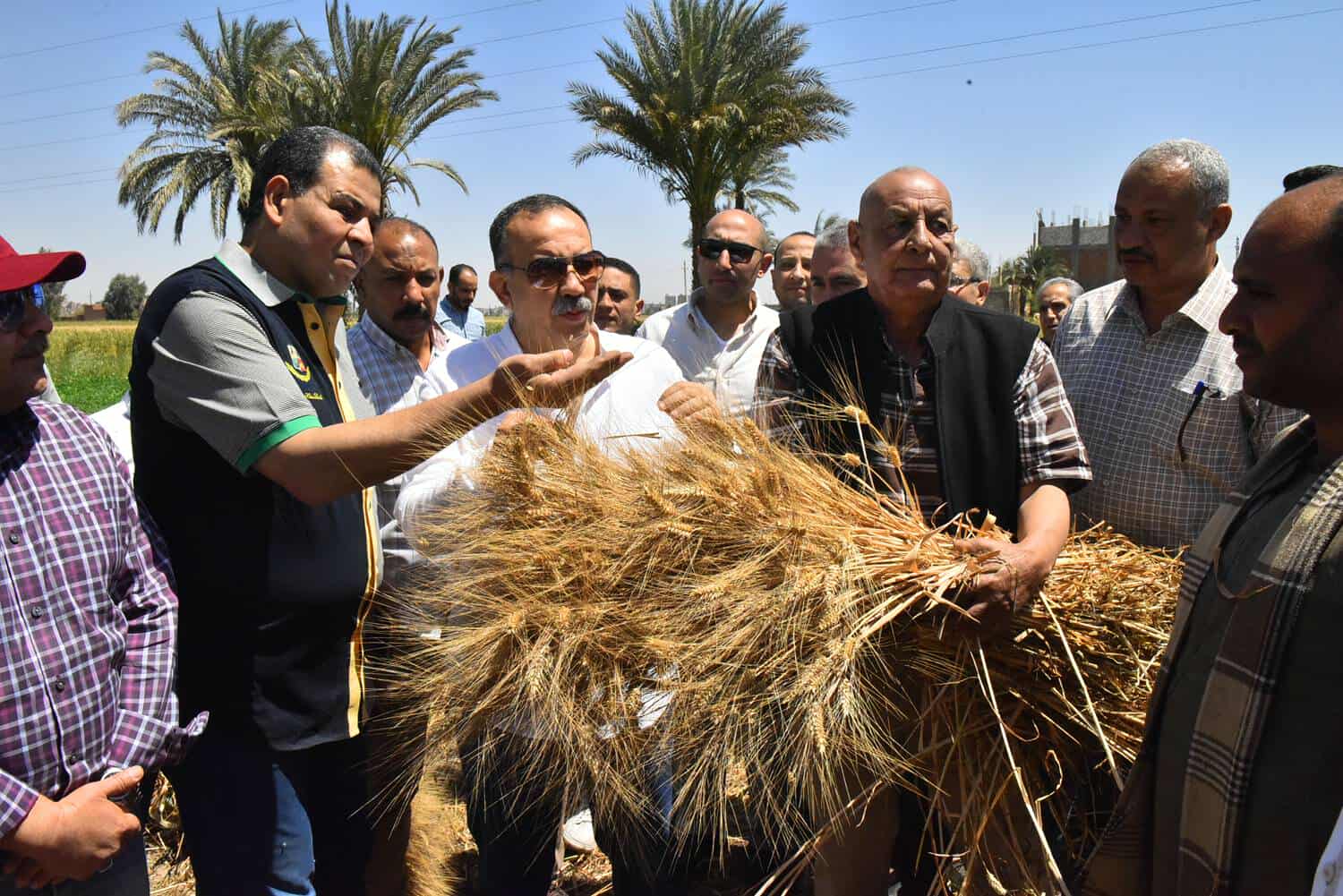 توريد 19,798 طن قمح محلي بأسيوط